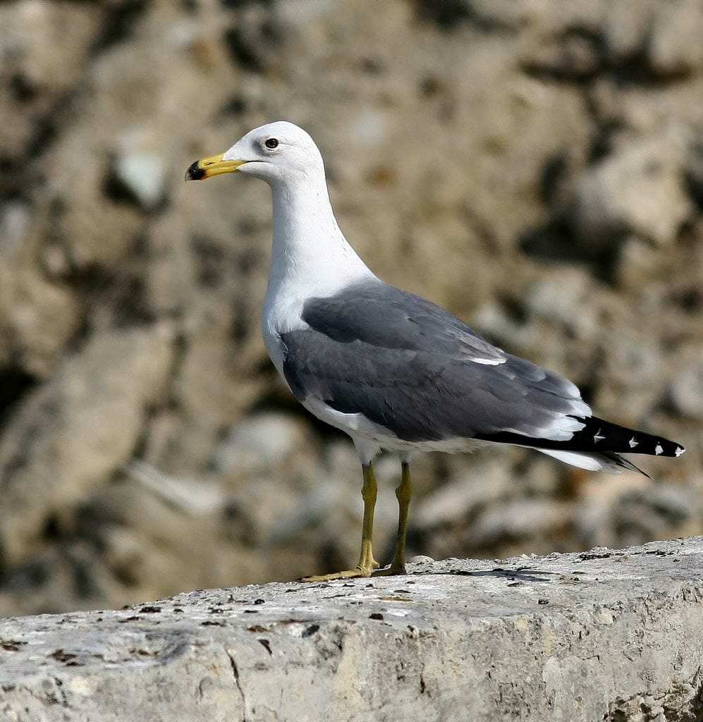 Armenian Gull Larus armenicus