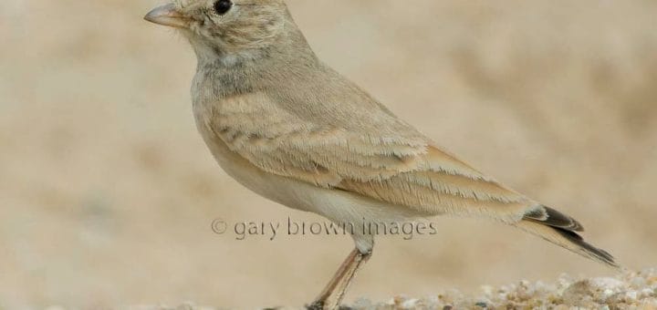 Bar-tailed Lark standing on the ground