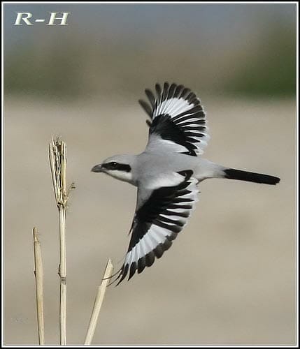 Great Grey Shrike Lanius excubitor lahotra