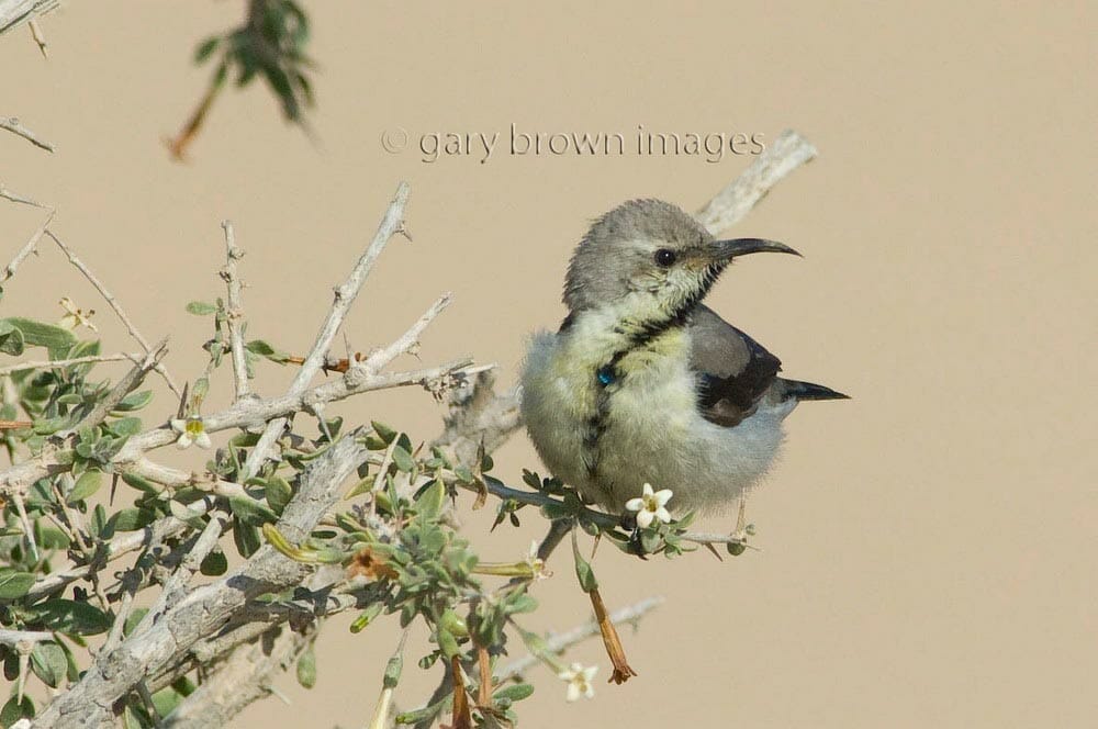 Purple Sunbird perched on a branch