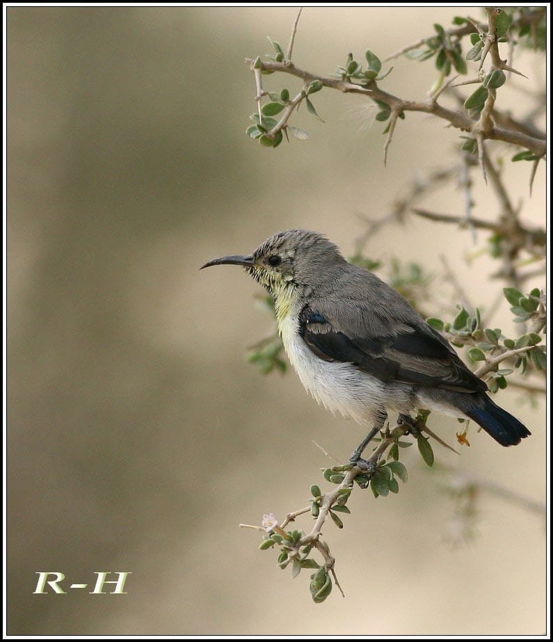 Purple Sunbird perched on a bush