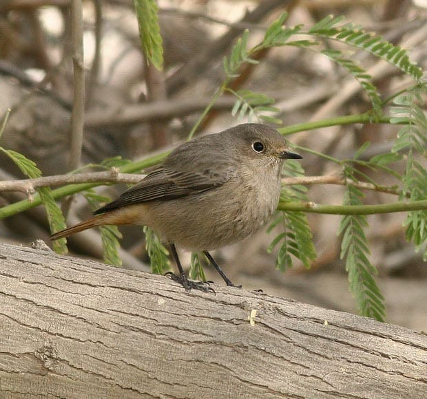 Black Redstart