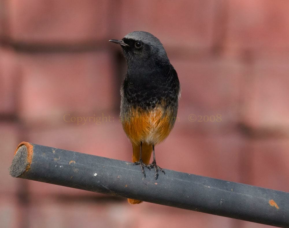 Western Black Redstart Phoenicurus ochruros