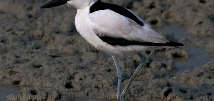 Crab-plover perching on a muddy ground