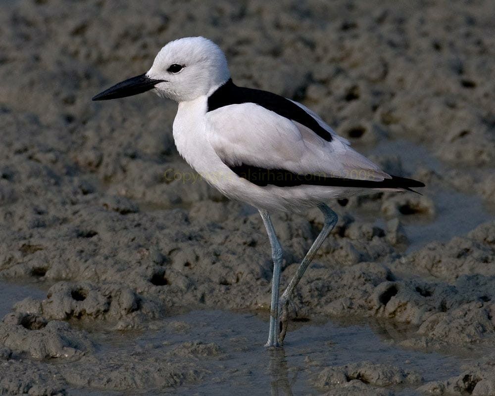 Crab-plover Dromas ardeola