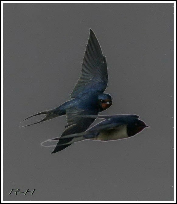 Barn Swallow Hirundo rustica