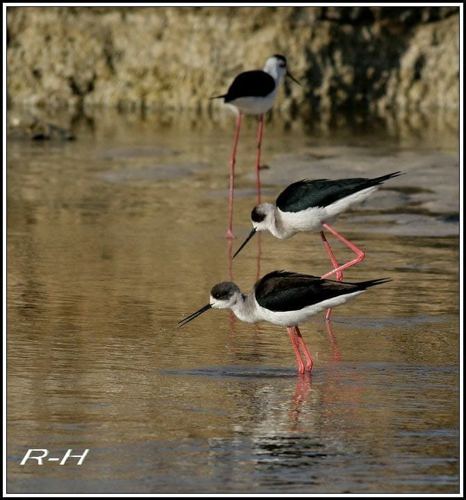 Black-winged Stilt Himantopus himantopus