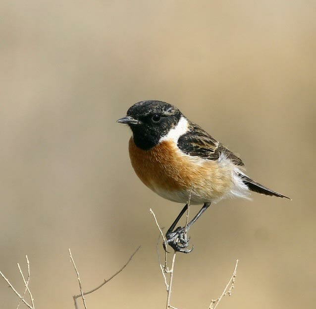 Byzantine Stonechat Saxicola maurus variegatus