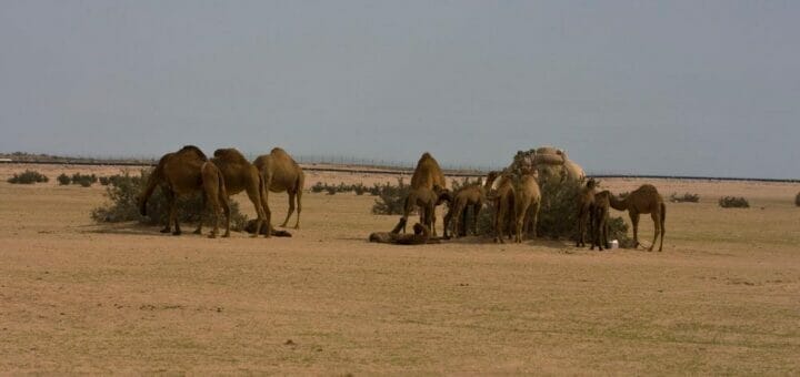 Camels feeding on Nitraria retusa bush, the habitat of Purple Sunbird