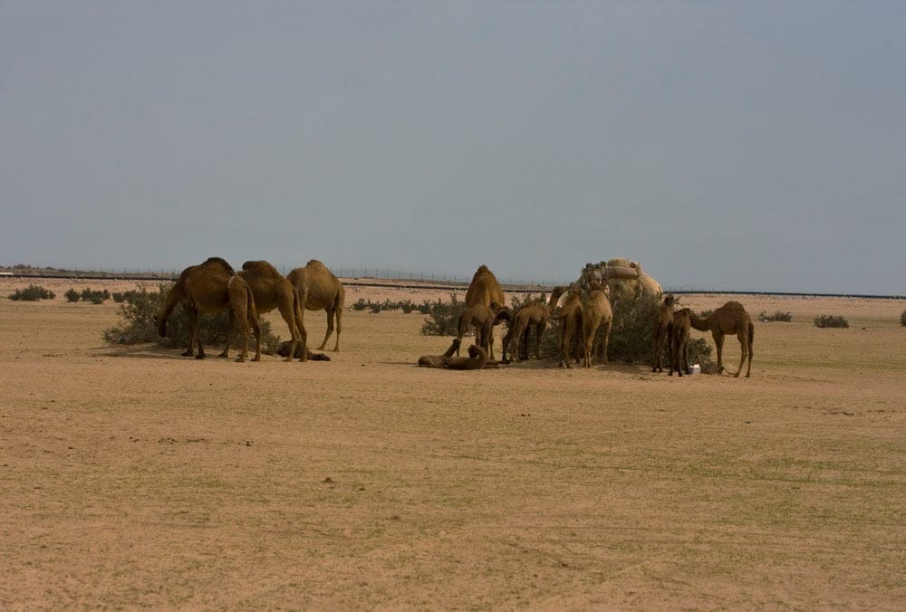 Camels overgrazing Subiya