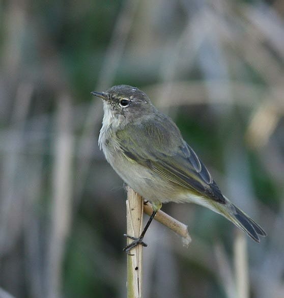 Common Chiffchaff Phylloscopus collybita