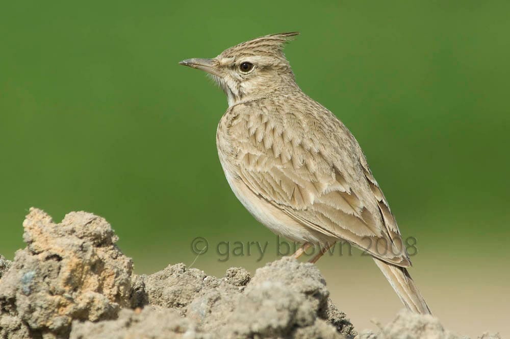 Crested Lark Galerida cristata with green background
