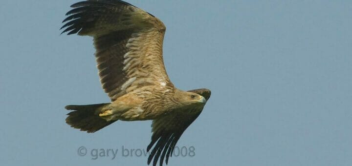 A Eastern Imperial Eagle in flight