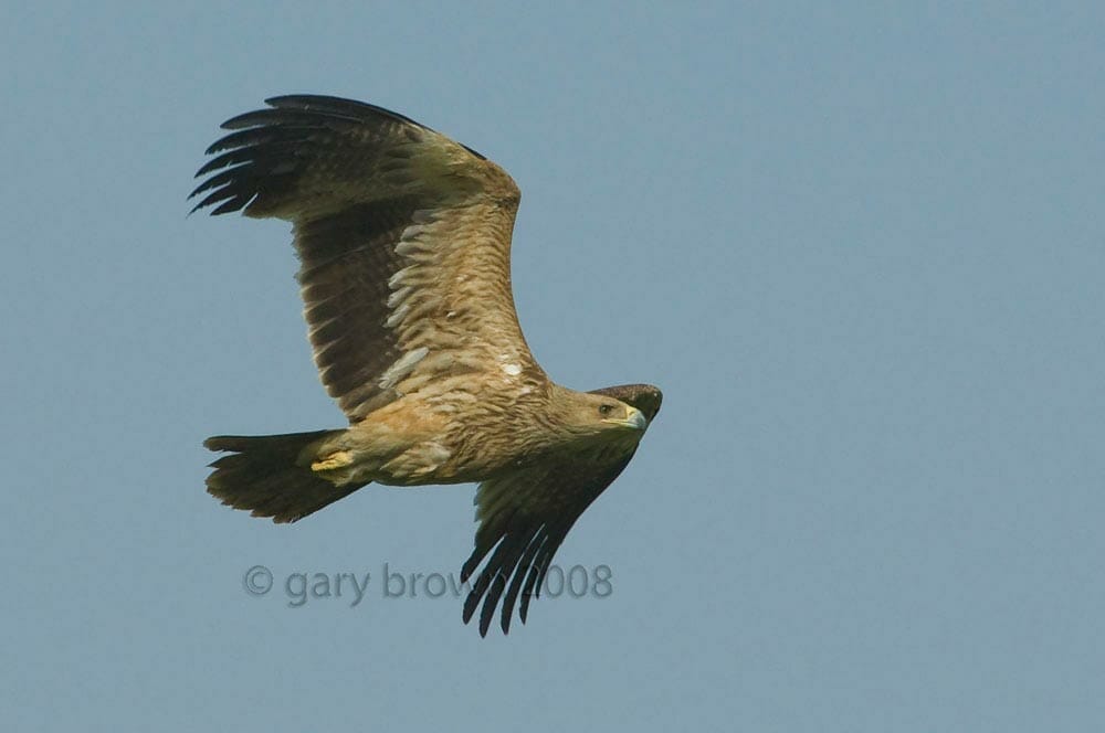 A Eastern Imperial Eagle in flight