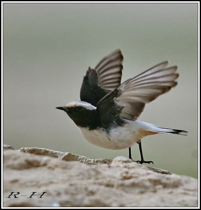 Eastern Mourning Wheatear Oenanthe lugens about to fly
