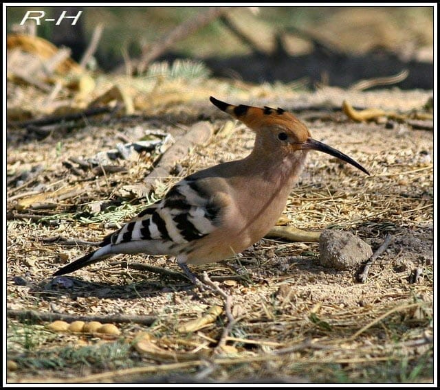 Eurasian Hoopoe Upupa epops