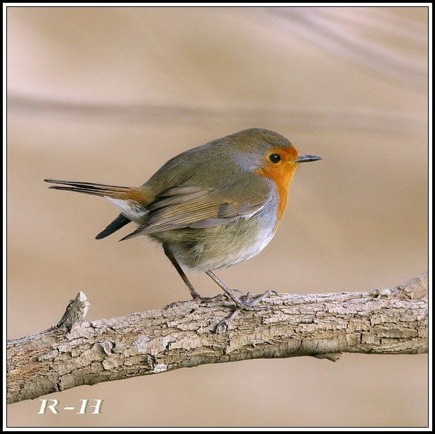 European Robin perched on a branch