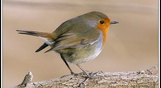 European Robin perching on a branch