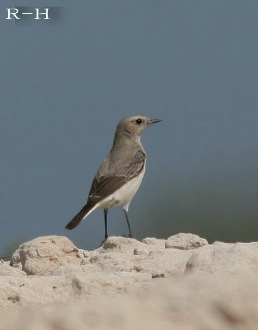 A Mourning Wheatear