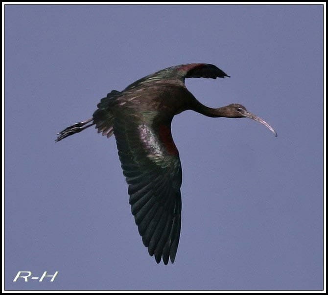 Glossy Ibis Plegadis falcinellus