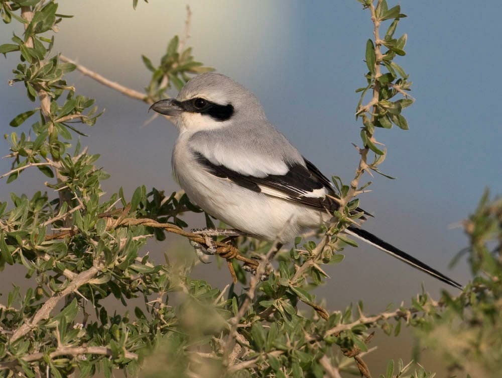 Great Grey Shrike Lanius excubitor lahotra