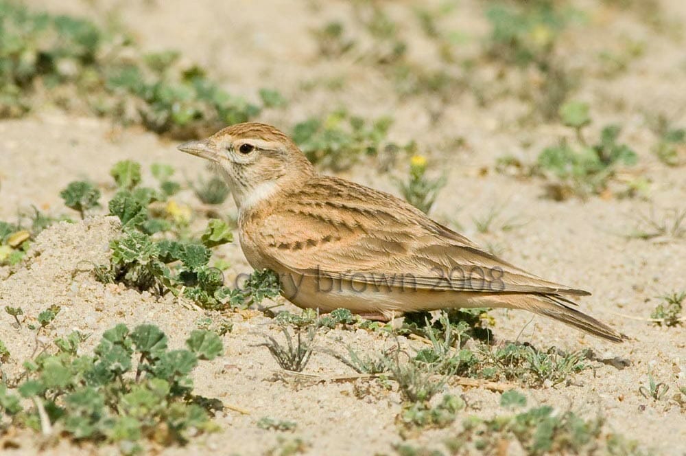 Greater Short-toed Lark Calandrella brachydactyla