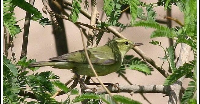Green Warbler perched on a bush