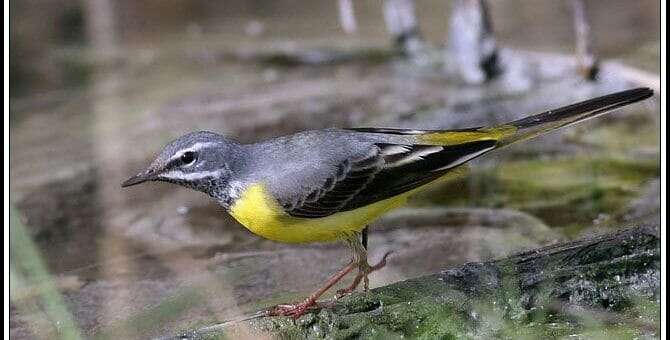 Grey Wagtail feeding on ground