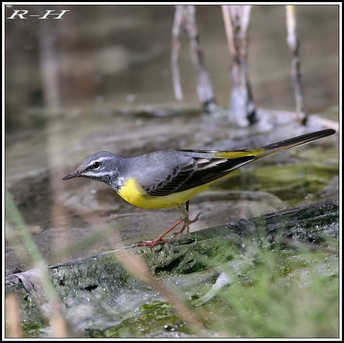 Grey Wagtail feeding on ground