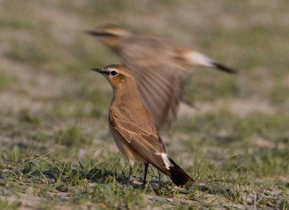 Isabelline Wheatear Oenanthe isabellina