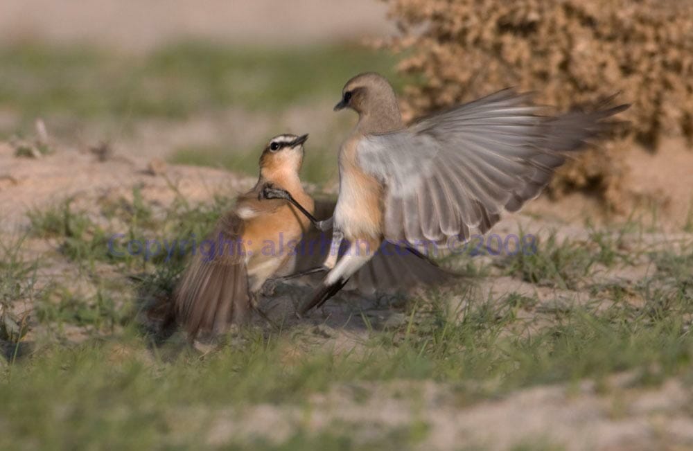 Isabelline Wheatear Oenanthe isabellina