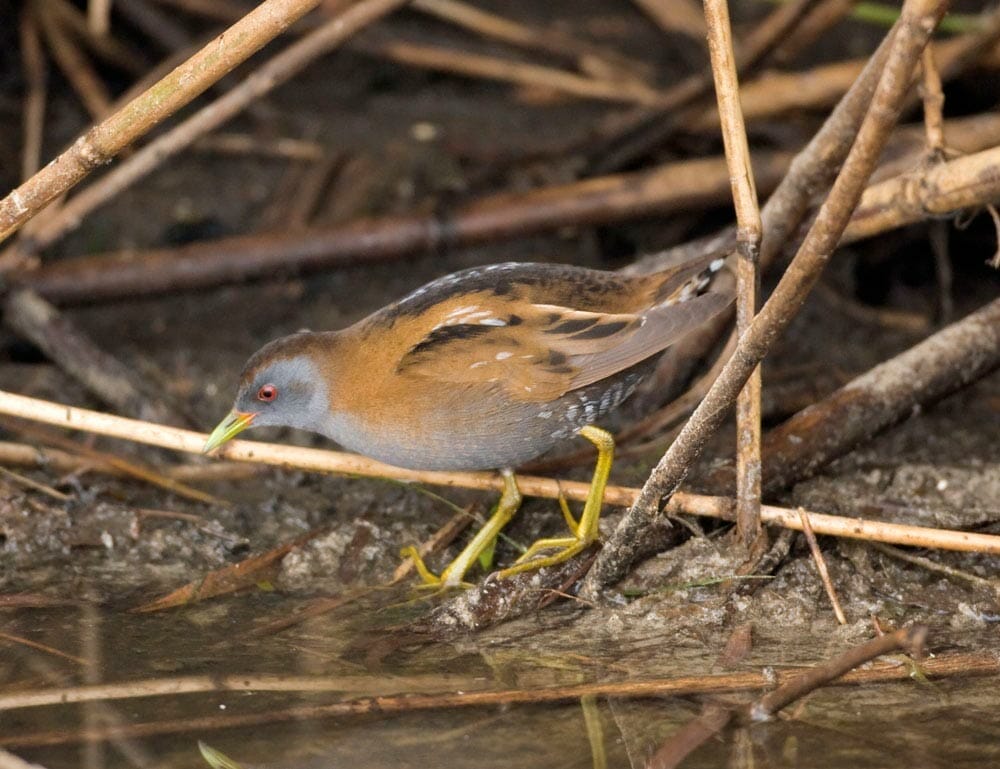 Little Crake Zapornia parva