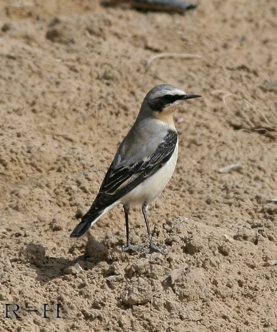 Northern Wheatear