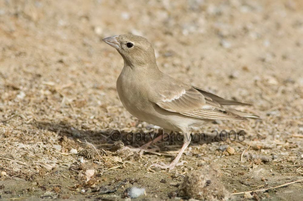 Pale Rockfinch on ground near water