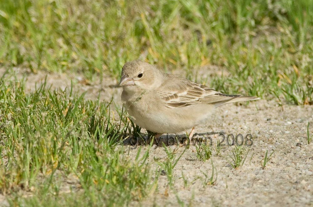 Pale Rockfinch Carpospiza brachydactyla on grass