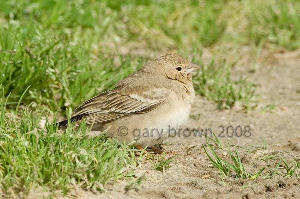 Pale Rockfinch Carpospiza brachydactyla on grass