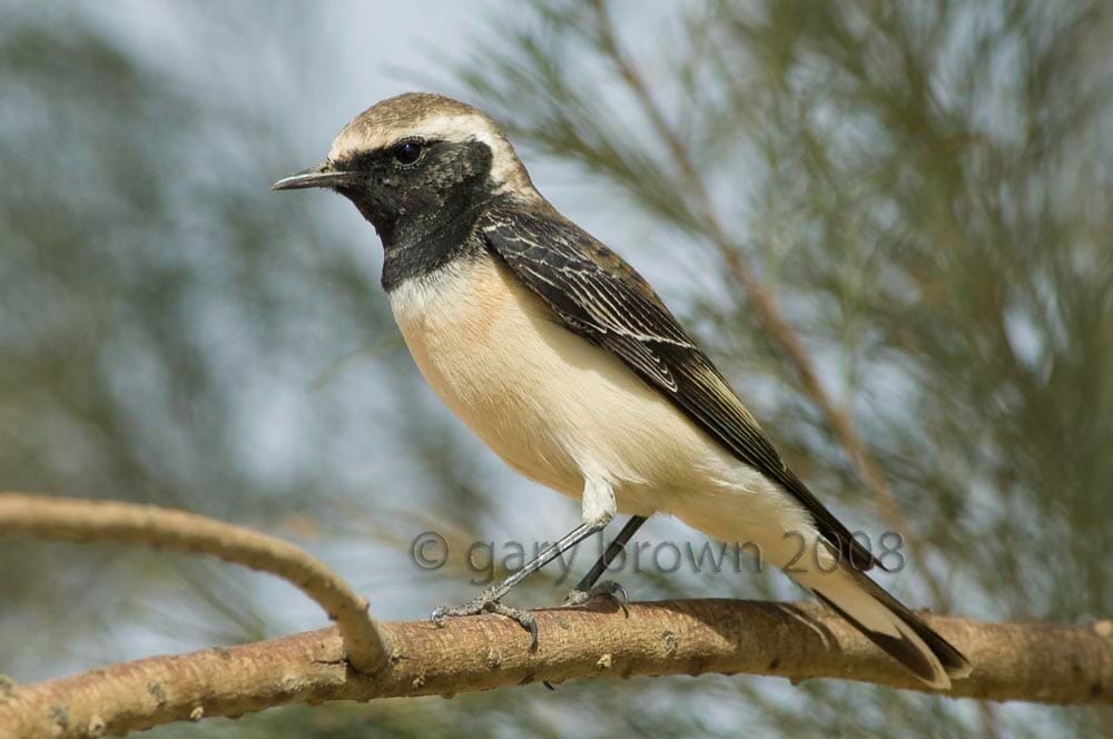 Pied Wheatear