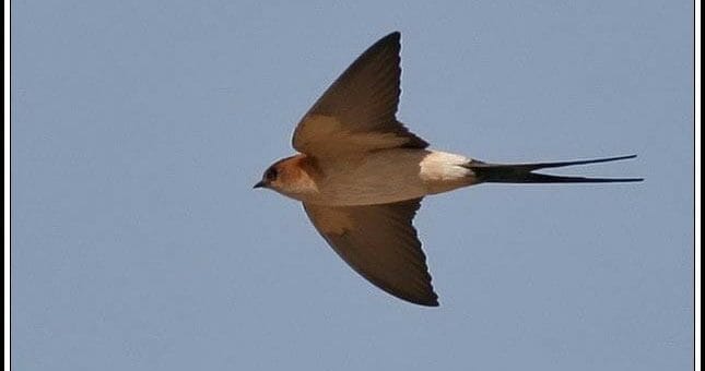 Red-rumped Swallow flying