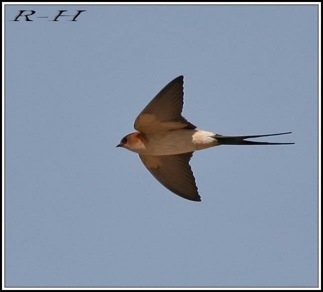Red-rumped Swallow Cecropis daurica flying
