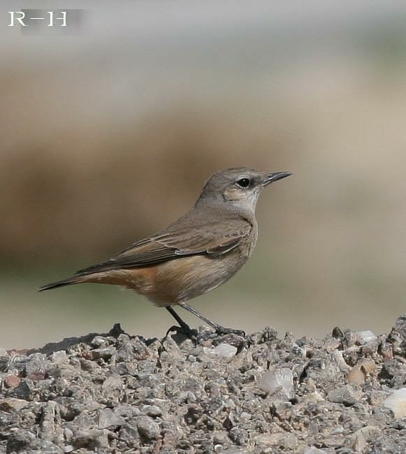 Red-tailed Wheatear perching on a rock