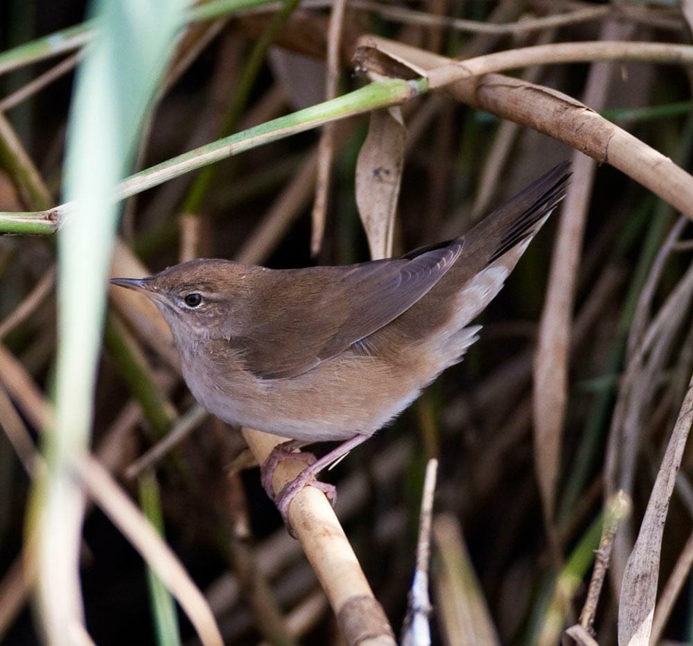 Savi's Warbler Locustella luscinioides fusca