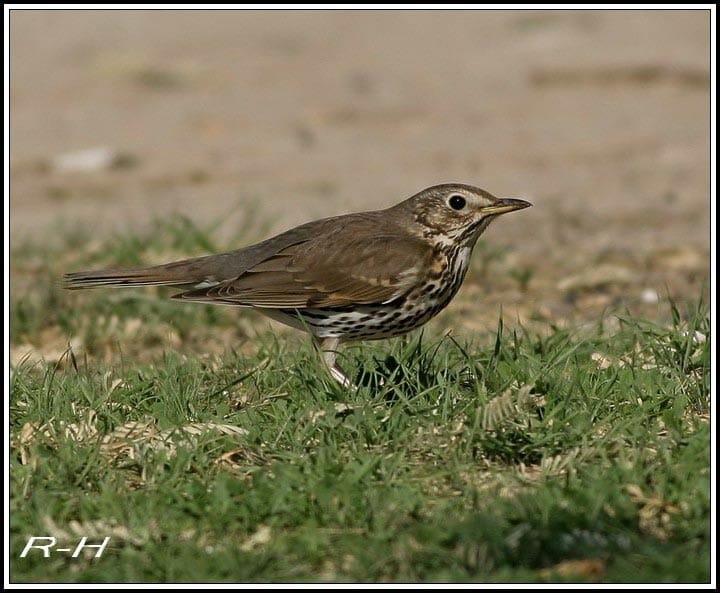 Song Thrush Turdus philomelos