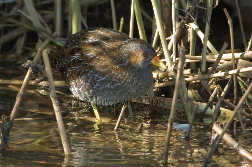 Spotted Crake standing in water