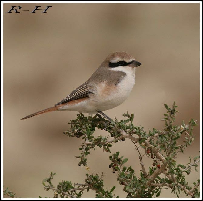 Turkestan Shrike Lanius phoenicuroides on a branch