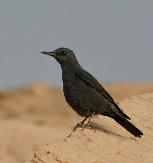 Blue Rock Thrush