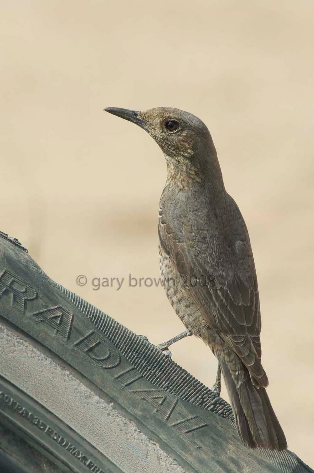 Blue Rock Thrush