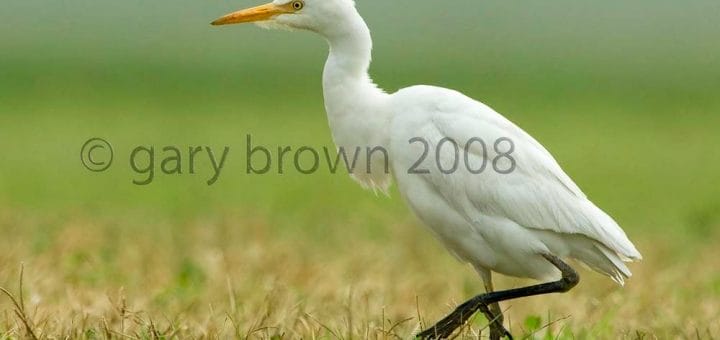 Western Cattle Egret standing on the ground