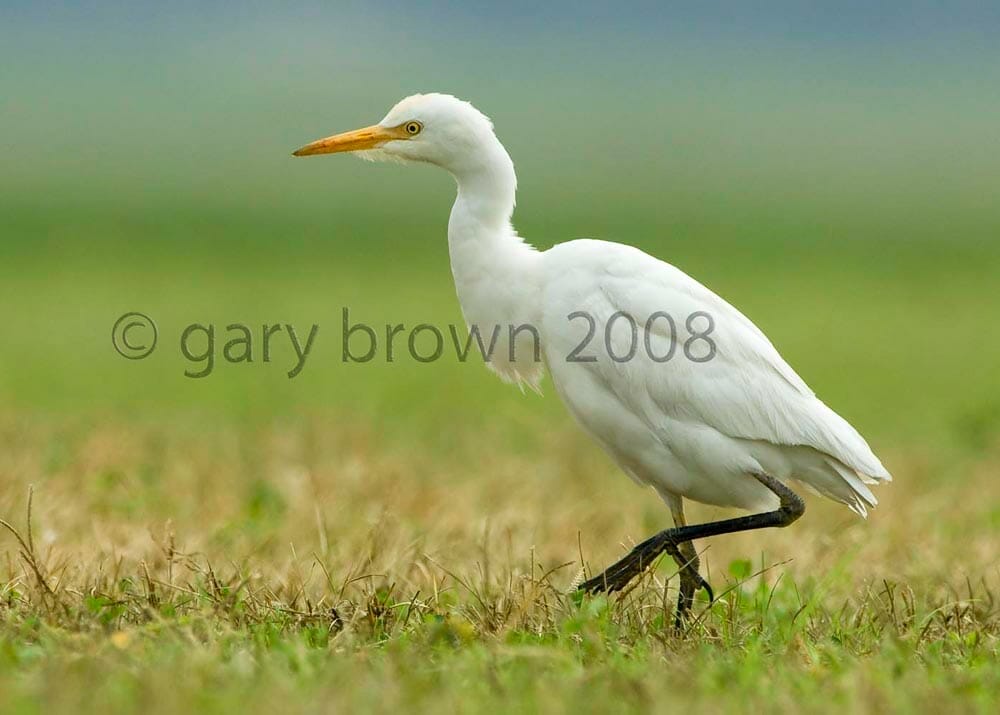 Western Cattle Egret Bubulcus ibis