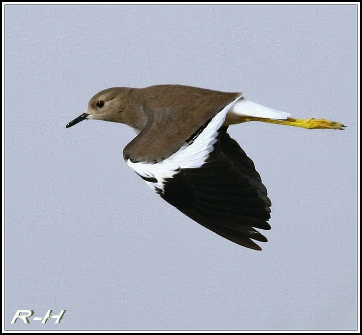 White-tailed Lapwing Vanellus leucurus