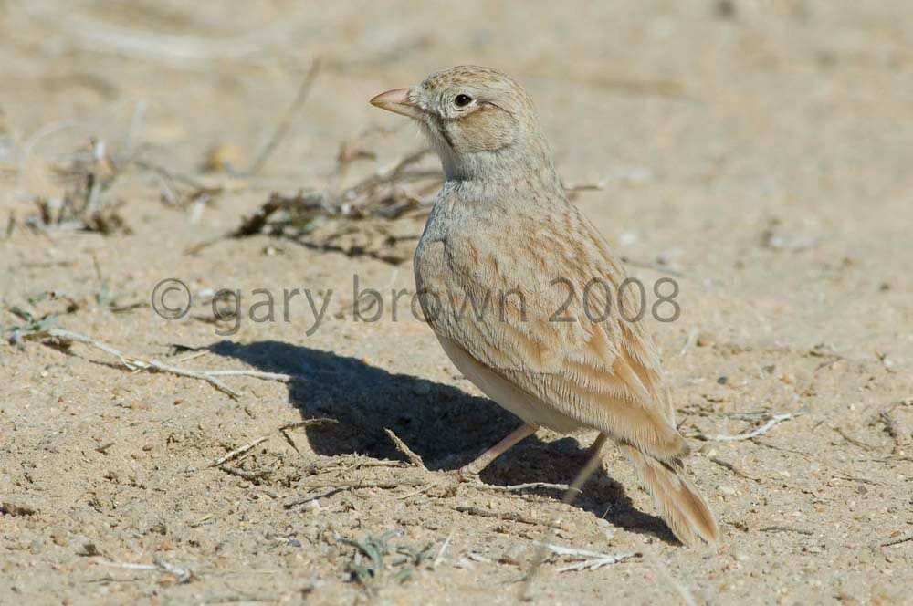 Arabian Lark standing on the ground